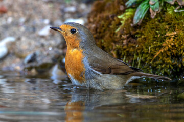 Rotkehlchen (Erithacus rubecula)