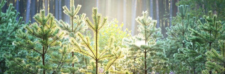 Panoramic view of the mysterious evergreen forest in a fog. Ancient and young trees close-up. Sun rays, golden sunlight. Atmospheric landscape. Nature, ecology, reforestation. Fantasy, fairytale