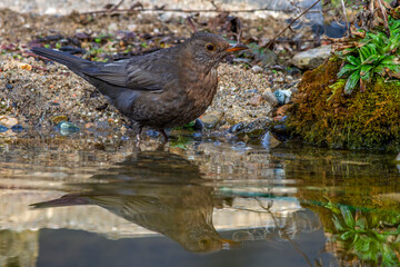 Amsel (Turdus merula) Weibchen