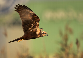 Closeup of a Eurasian Marsh harrier flying at Asker Marsh, Bahrain