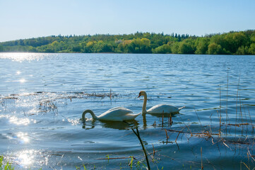 white swans group on the lake swim well under the bright sun