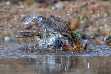 Rotkehlchen (Erithacus rubecula)