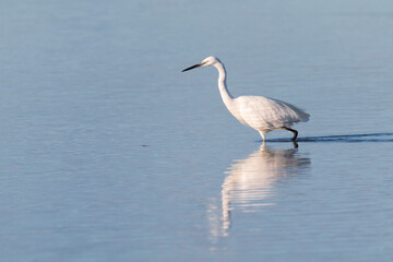 little egret (Egretta garzetta) hunting in the water in the ebro delta