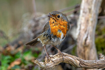 Rotkehlchen (Erithacus rubecula)