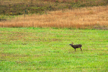 Male Buck Deer In Field In Cades Cove
