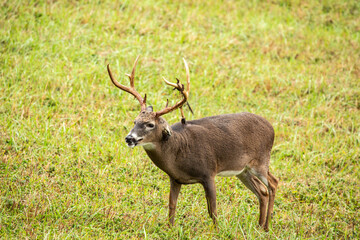 Male Deer Buck With Shedding Velvet on Antlers