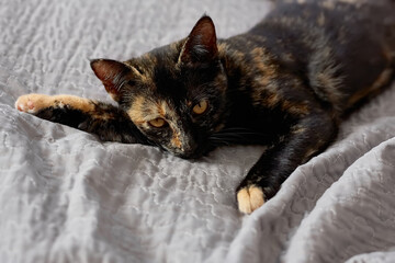 Black cat lying on gray sofa at home. Domestic cute cat. Veterinary and Internatinal cat day concept. Selective focus.