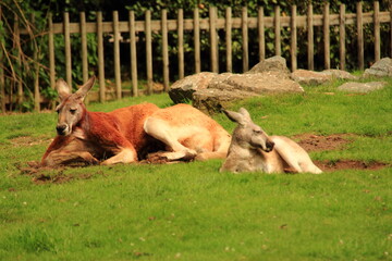 Kangourou faisant la sieste