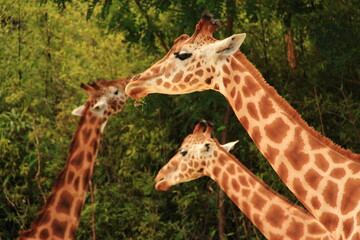 Girafes