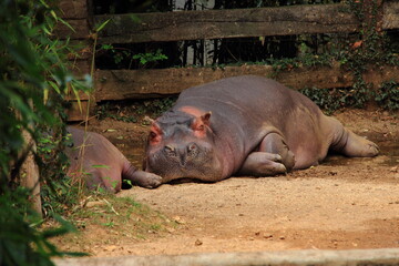 Hippopotame faisant la sieste