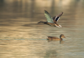 A Mallard duck flying at Tubli bay, Bahrain