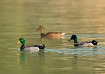 Obraz premium Mallard ducks on green at Tubli bay, Bahrain