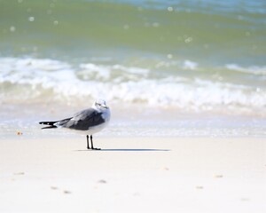 A Seagull Resting at the Edge of the Surf at Laguna Beach at Panama City Beach, Florida