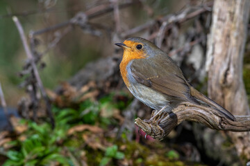 Rotkehlchen (Erithacus rubecula)