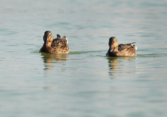 Mallard ducks swimming at Tubli bay, Bahrain