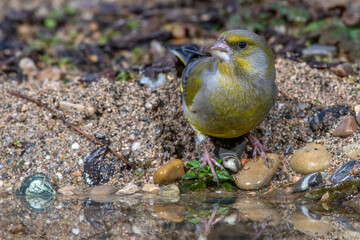 Grünfink (Carduelis chloris) an Wasserstelle