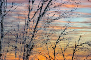 Obraz premium Ice Trees