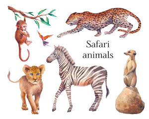 Watercolor safari animals illustration. Hand drawn set of animals isolated on white background. African fauna: zebra, lion, meerkat, chimp baby, leopard