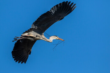 Graureiher (Ardea cinerea) mit Nistmaterial