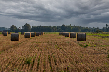 wall roller rolled in the meadow