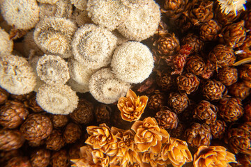 little brown flowers in macro details
