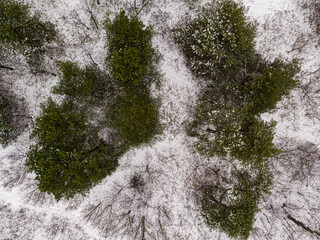 Aerial drone top view. Green pine trees among the forest covered with snow.