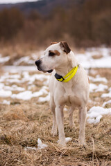 Obraz na płótnie Canvas Beautiful american pitbull terrier, dog winter portrait, bad weather, mud, electronic collar