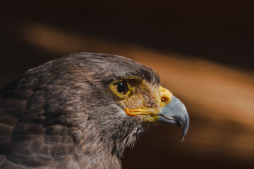 red tailed hawk