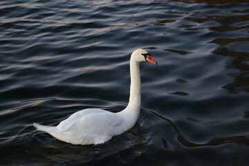 Obraz premium white swan on the lake