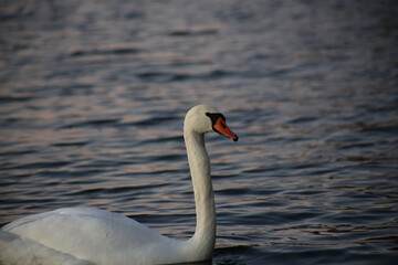 Elegant swan swimming on Maschsee Lake in Hannover, Germany