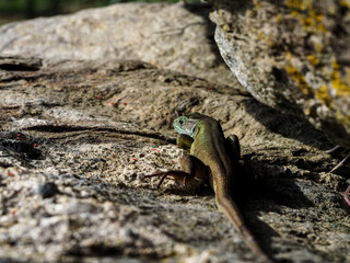 Smaragdeidechse,  Lacerta bilineata, Eidechse