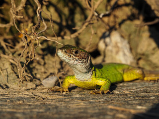 Smaragdeidechse,  Lacerta bilineata