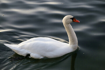 Elegant swan swimming on Maschsee Lake in Hannover, Germany