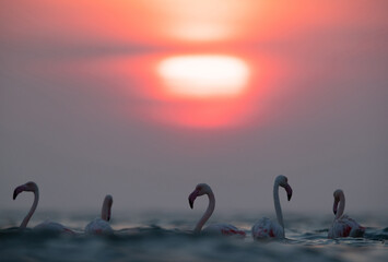 Greater Flamingos and dramatic hue at Asker coast, Bahrain