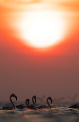 Naklejka na ściany i meble Greater Flamingos wading during sunrise at Asker coast, Bahrain