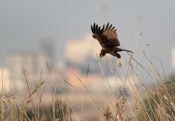 Eurasian Marsh harrier hovering at Asker Marsh, Bahrain