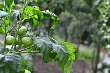 Vegetables grow and harvest in your garden.
For healthy foods in nature.