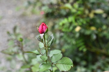 Green with colored flowers and calm nature. Panoramic view to grass on the garden with sunny spring day.