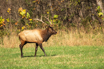 Naklejka na ściany i meble Male Elk With Tongue Out During Rut Season
