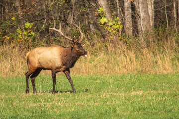 Naklejka na ściany i meble Male Elk During Fall Rut In Smoky Mountains