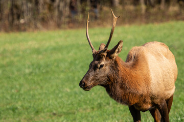 Young Elk With Small Antlers In Smoky Mountains