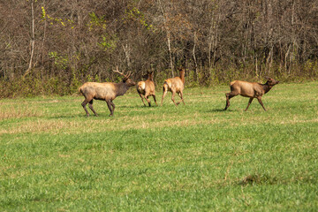 Naklejka na ściany i meble Male Elk Chasing Females In Smoky Mountains During Fall Rut