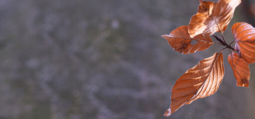 Hainbuchen Blätter im Winter