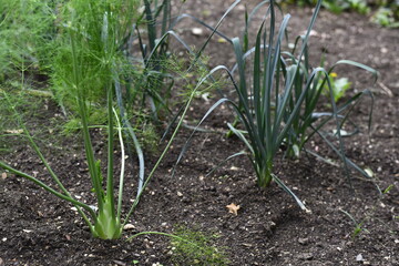 Vegetables grow and harvest in your garden.
For healthy foods in nature.
