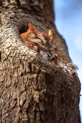 Eastern Screech Owl In Tree Vertical