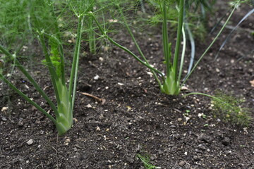 Vegetables grow and harvest in your garden.
For healthy foods in nature.