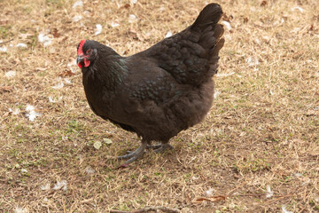 Farmyard Chicken Black