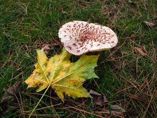 A mushroom and an autumn leaf on a meadow