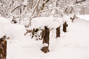Winter fir forest in snow