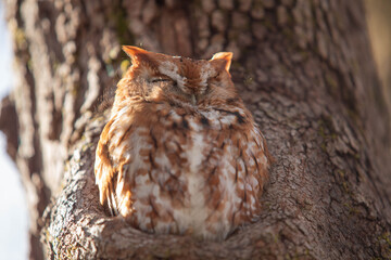 Close Up Red Screech Owl In Tree